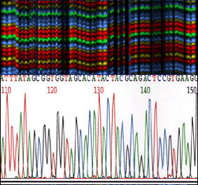 Photo of partial image from a 96 well ABI 377 sequencing gel and electropherogram of a corresponding nucleotide sequence.