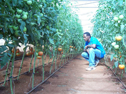 Jervis Rowe of Jamaica inspects his tomato plants grown within a USAID-provided greenhouse in Manchester, Jamaica.