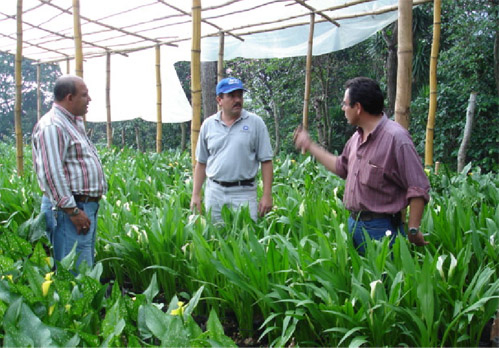 José Magaña, right, shows his new flower crops near Sontecumat, western El Salvador, to USAID partners Ricardo Hernández, center, of Winrock International, and Edgardo Molina of Technoserve.
