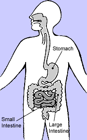 Illustration of the digestive system with the stomach, small intestine, and large intestine labeled.