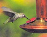 {Hummingbird image}