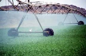 photo: large sprinkler system watering crops