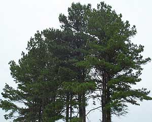 pine trees