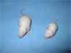 A picture of two white mice on a blue surface.  The left mouse appears approximately twice the size of the right one and is able to stand upright.  The right mouse is much smaller and appears to be leaning slightly.
