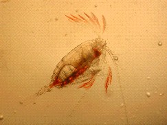 Copepod