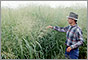 Photo of a farmer inspecting his crops in a field.