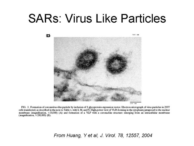 Picture of SARS virus as well as reference of From Huang, y et al, J. Virol 78, 12557, 2004