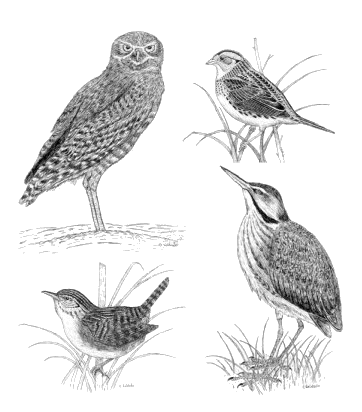 Drawing by Chris Goldade: Grassland Birds