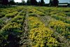 sulphur flower 
buckwheat