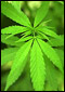 Marijuana Leaves 60x85