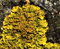 photo of lichen