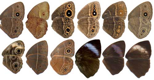 wings of a variety of butterflies