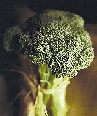 HealthDay news image for article titled: Broccoli Compound May Help COPD Patients