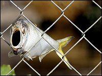 fish left in chain-link fence by Hurricane Ike in West orange, Texas