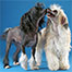 [PHOTOGRAPH] Chinese crested dogs: hairless and coated (Powderpuff) variants [Image © & courtesy of Tosso Leeb]