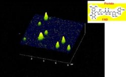 fluorescent image of image of single molecules of cholesterol oxidase