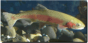 Interactive picture of a Lahontan Cutthroat Trout - Click to see a larger picture