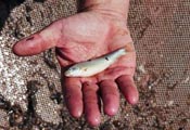 photo: Hand holding a silvery minnow - part of minnow recovery work