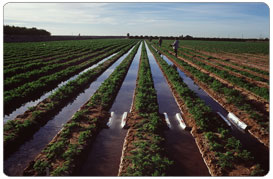 Irrigation rows