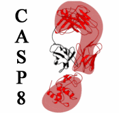 CASP8 Home