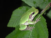 eastern gray tree frog