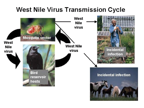Illustration of a West Nile Virus transmission cycle