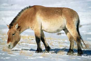 Przewalski's Horse on winter range