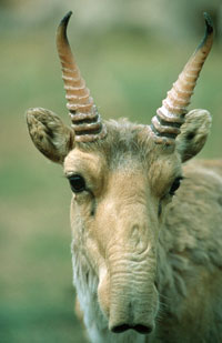 male saiga antelope in central Russia