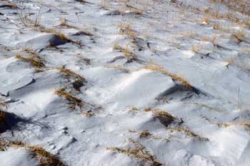 thin, dry, windblown snow exposes grasses and sedges in winter