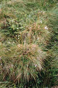 cottongrass tussocks and dwarf birch
