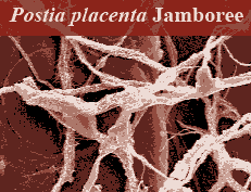 Postia placenta Jamboree