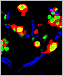 Microscope image of multicolored cells in a mouse pancreas. 