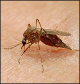 Photo of Anopheles mosquito
