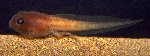 Photo of LEPTODACTYLIDAE - Leptodactylus labialis [B] and Link to Larger Photo