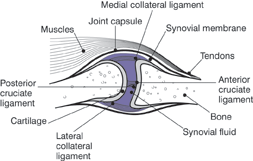 images of a healthy joint