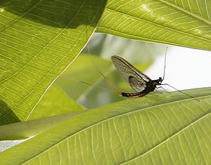 Mayfly (photo - Jennie Sauer)