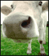Photo of a Cow's Nose
