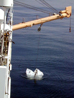 Bongo operations in calm seas