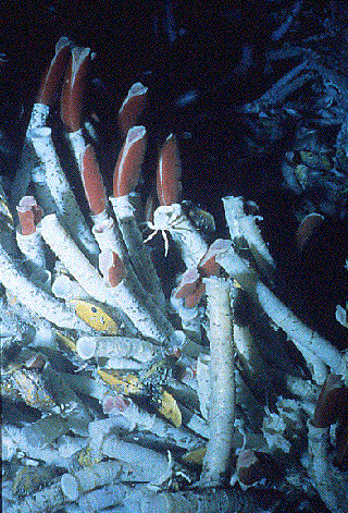 Tube Worms