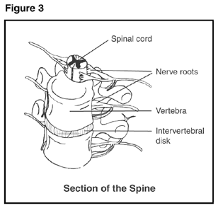 Section of the spine