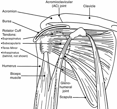 The Shoulder Joint