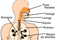 Sistema respiratorio