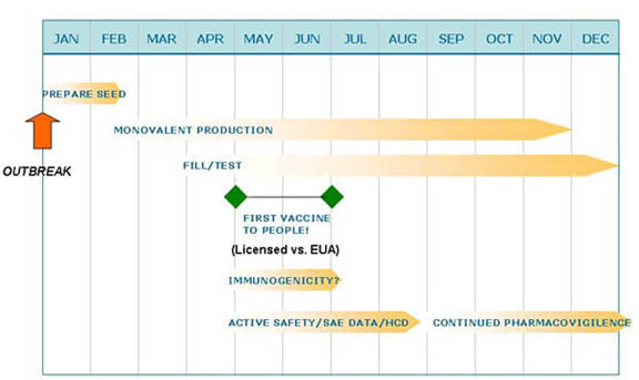 12 month chart showing rapid flu vaccine production.  Steps include preparing seed, monovalent production, fill/test, first vaccine to people, immunogenicity, active safety data and continued pharmacovigilence