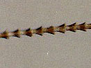 Photograph of bat hair.