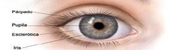 Anatomía del ojo; se muestra el exterior e interior del ojo con la esclerótica, la cornea, el iris, el cuerpo ciliar, la coroides, la retina, el humor vítreo y el nervio óptico.