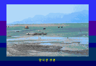 Fig. 1. A typical view of farming ground for Manila clam on the western coasts of Korean peninsula.