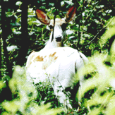 Piebald White-Tailed Deer on Patuxent Wildlife Research Center