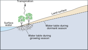 Diagram showing how the water table can dip where plant roots access it during the growing season. 