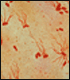 image of salmonella