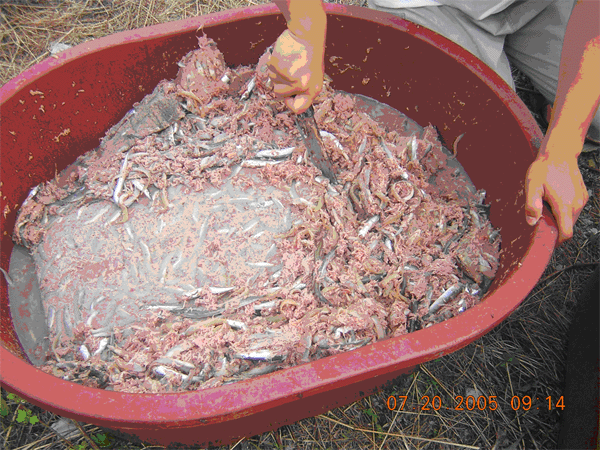 Frozen trash fishes for juveniles